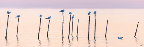 Photo Les oiseaux de la lagune, Venise par Philip Plisson