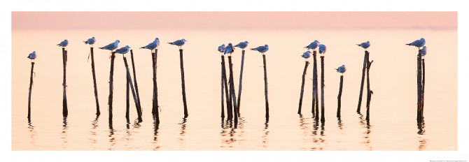 Mouettes sur la lagune de Venise Photo Mouettes sur la lagune de Venise par Philip Plisson