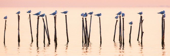 Mouettes sur la lagune de Venise Photo Mouettes sur la lagune de Venise par Philip Plisson