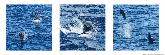 Photo Dauphins, Océan Atlantique par Philip Plisson