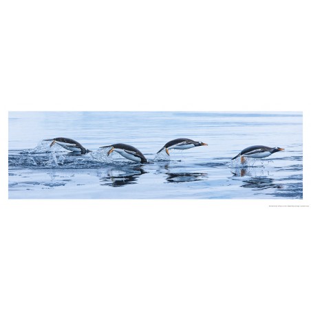 Manchot royaux, Antarctique