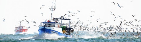 Photo Retour de pêche au Guilvinec, Finistère par Philip Plisson