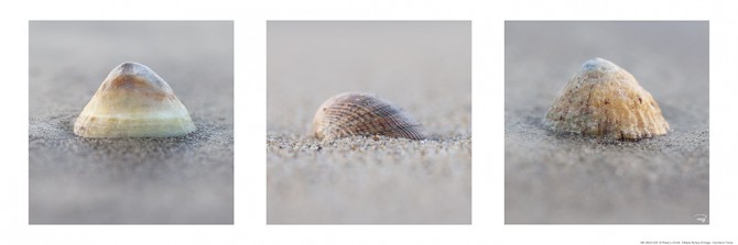 Coquillages sur la plage Photo Coquillages sur la plage par Philip Plisson