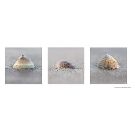 Coquillages sur la plage