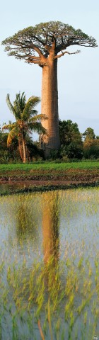 Photo Baobab, Madagascar par Philip Plisson