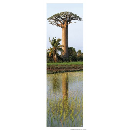 Baobab, Madagascar