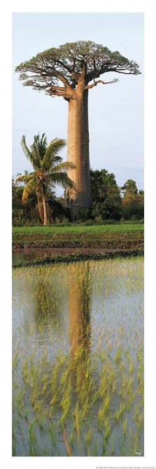 Photo Baobab, Madagascar par Philip Plisson