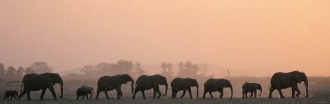 Photo Troupeau d'éléphants, Kenya, Afrique par Michel & Christine Denis-Huot