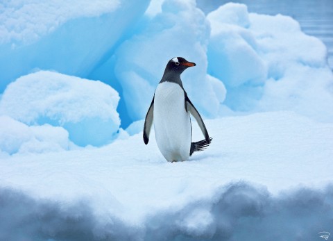 Photo Manchot royal, Antarctique par Philip Plisson