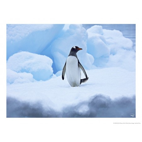 Manchot royal, Antarctique