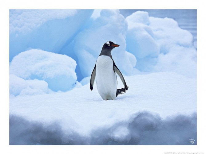Manchot royal, Antarctique Photo Manchot royal, Antarctique par Philip Plisson