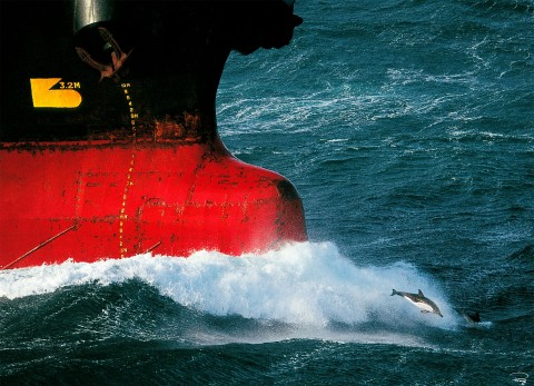 Photo Dauphin pilote par Philip Plisson
