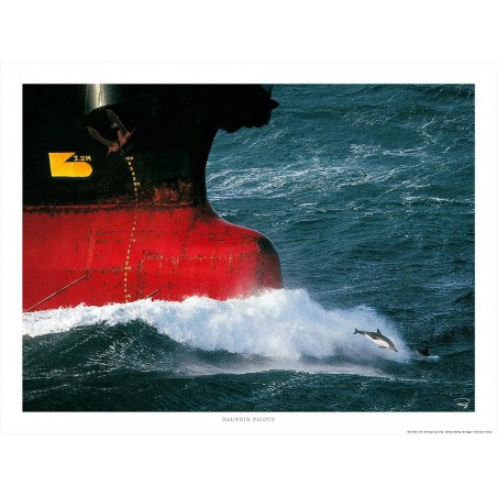Dauphin pilote