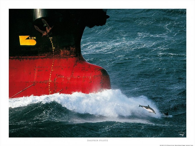 Dauphin pilote Photo Dauphin pilote par Philip Plisson