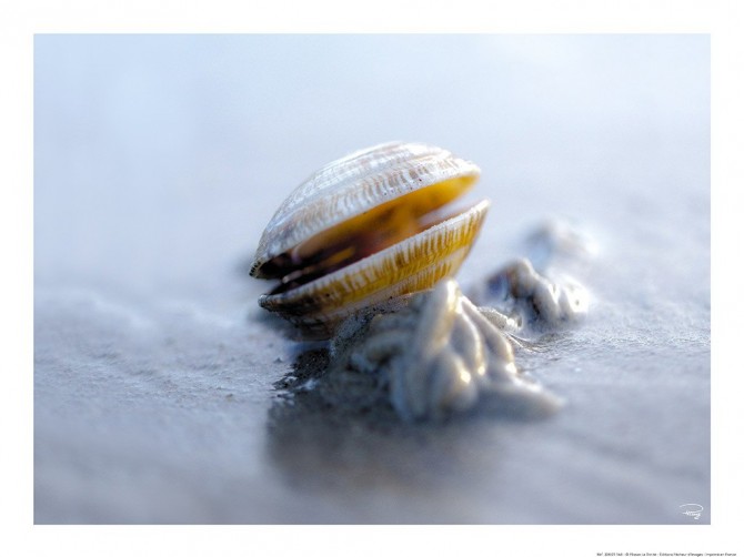 Petit coquillage à marée basse Photo Petit coquillage à marée basse par Philip Plisson
