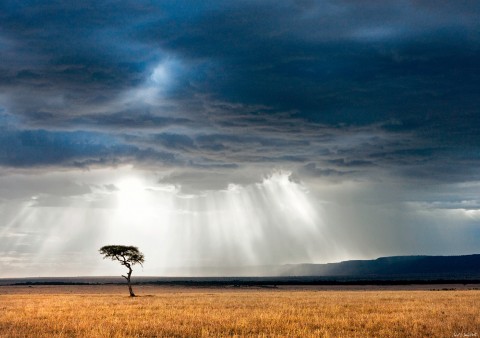 Photo African Savannah par Michel & Christine Denis-Huot