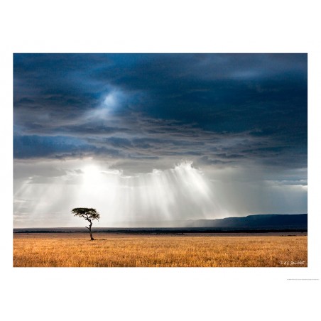 Savane africaine