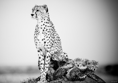 Photo Guépard et ses petits, Kenya, Afrique par Michel & Christine Denis-Huot