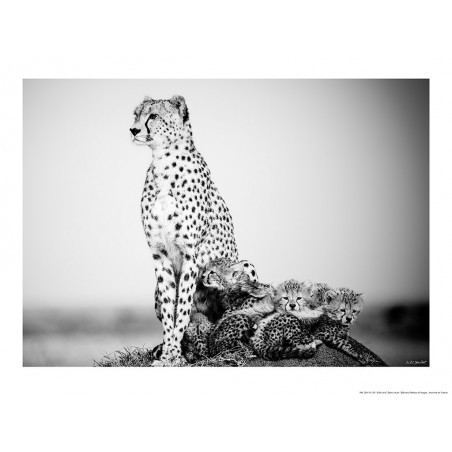 Guépard et ses petits, Kenya, Afrique