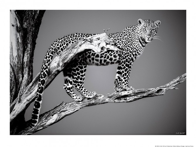 Léopard sur sa branche, Kenya, Afrique Photo Léopard sur sa branche, Kenya, Afrique par Michel & Christine Denis-Huot