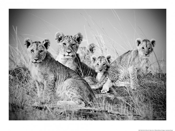 Lions et lionceaux, Kenya, Afrique Photo Lions et lionceaux, Kenya, Afrique par Michel & Christine Denis-Huot