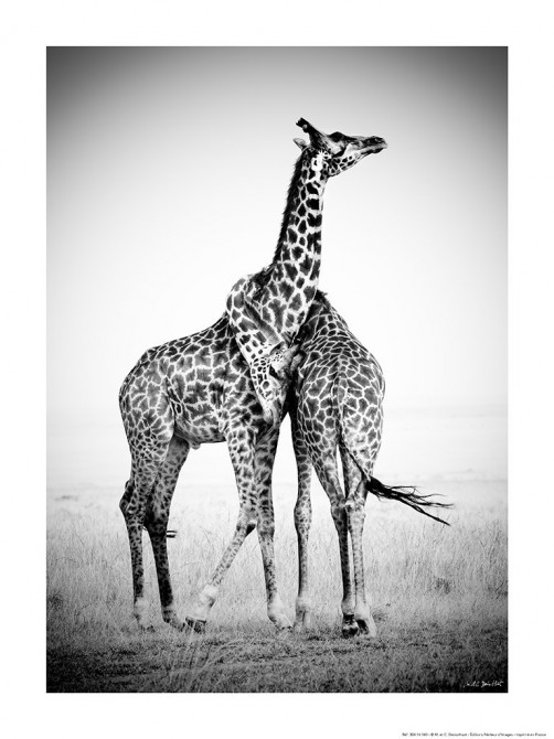 Couple de girafes, Afrique, Kenya, Afrique Photo Couple de girafes, Afrique, Kenya, Afrique par Michel & Christine Denis-Huot
