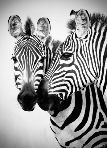 Photo Couple de zèbres, Kenya, Afrique par Michel & Christine Denis-Huot