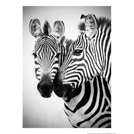 Couple de zèbres, Kenya, Afrique