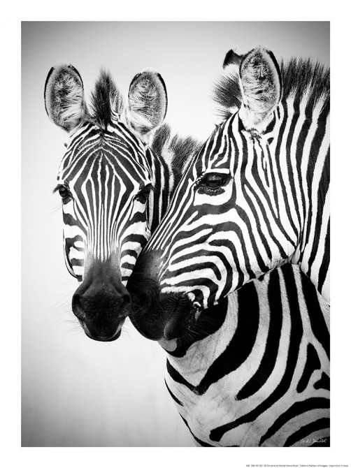 Couple de zèbres, Kenya, Afrique Photo Couple de zèbres, Kenya, Afrique par Michel & Christine Denis-Huot