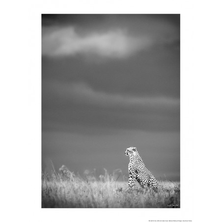Léopard en chasse, Kenya, Afrique