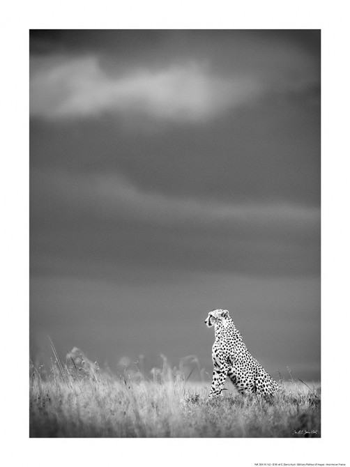 Photo Léopard en chasse, Kenya, Afrique par Michel & Christine Denis-Huot