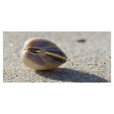 Précieux coquillage