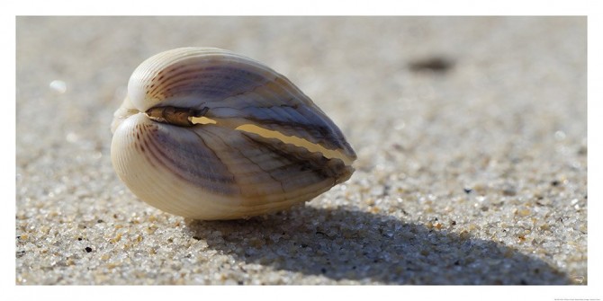 Précieux coquillage Photo Précieux coquillage par Philip Plisson
