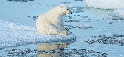 Photo La pause de l'ours polaire par Philip Plisson