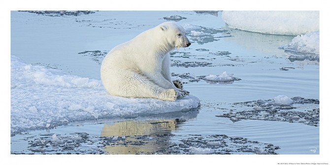 La pause de l'ours polaire Photo La pause de l'ours polaire par Philip Plisson