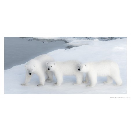 Famille d'ours blancs