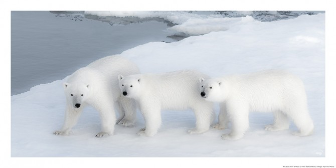 Famille d'ours blancs Photo Famille d'ours blancs par Philip Plisson