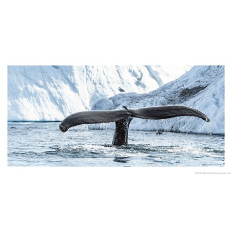 Queue de baleine