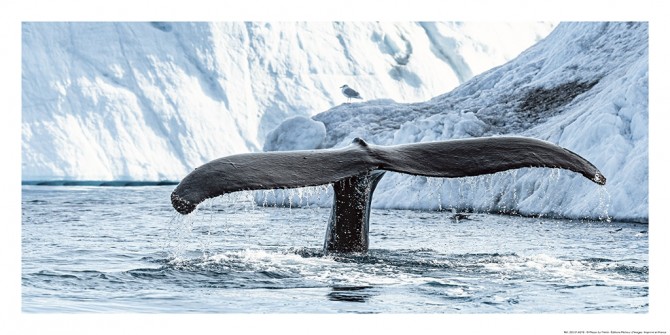 Queue de baleine Photo Queue de baleine par Philip Plisson