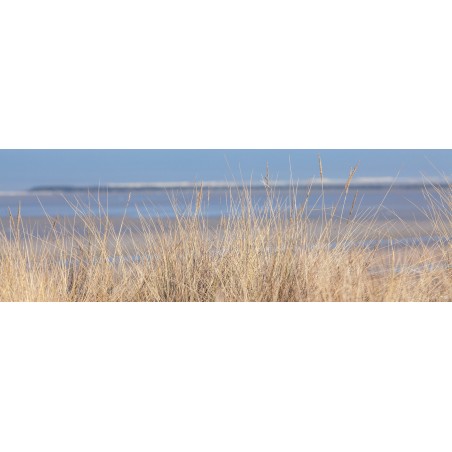 Dune and beach grass, Brittany