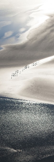Photo Promenade en baie du Mon-Saint-Michel, Normandie par Philip Plisson