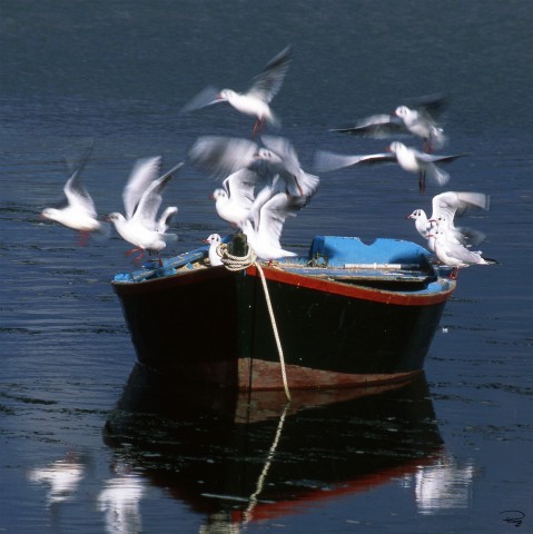 Photo Barque et envolée de mouettes par Philip Plisson