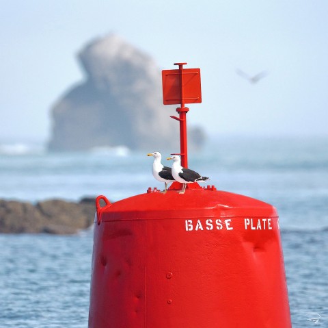 Photo Tourelle de chenal babord par Philip Plisson