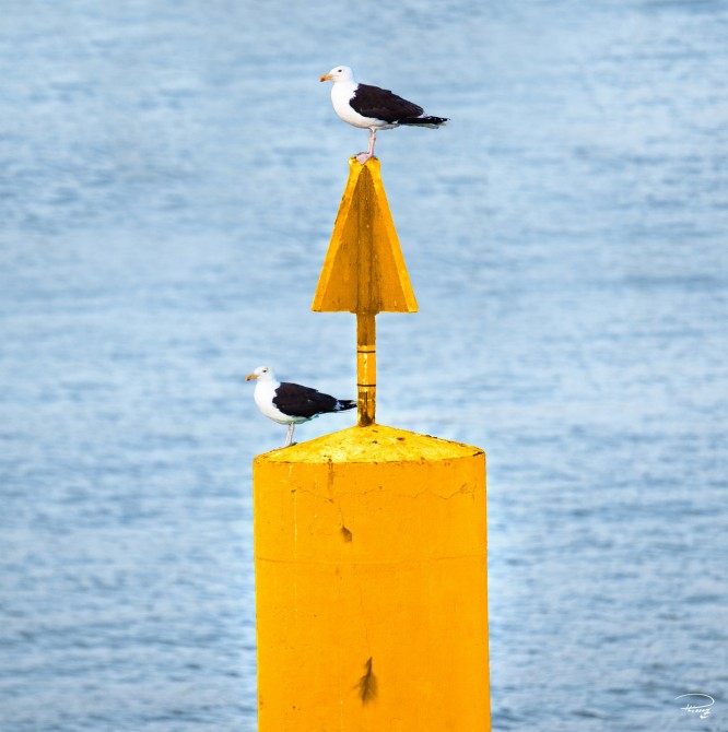 Photo Tourelle jaune par Philip Plisson