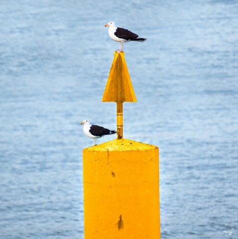 Photo Tourelle jaune par Philip Plisson