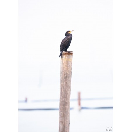 Cormoran sur son perchoir