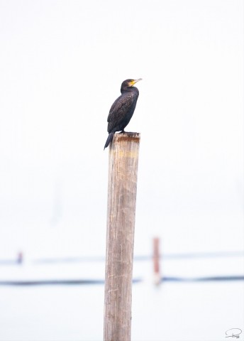 Photo Cormoran sur son perchoir par Philip Plisson
