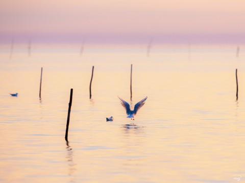 Photo Venise et sa lagune, Italie par Philip Plisson