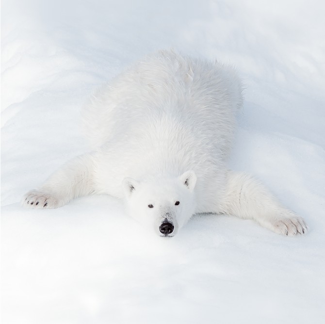 Trio Ours blancs Photo Trio Ours blancs par Philip Plisson