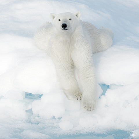 Photo Trio Ours blancs par Philip Plisson